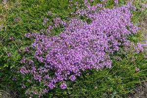 krypande timjan, bräss praecox opiz, blommande nära padstow i cornwall foto