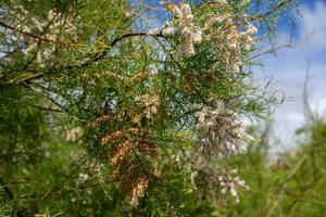 tamarisk, tamarix gallica, blommande i sten cornwall foto