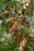 tamarisk, tamarix gallica, blommande i sten cornwall foto