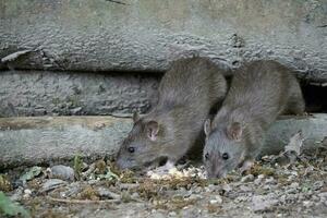 brun råttor nesting i några gammal loggar foto