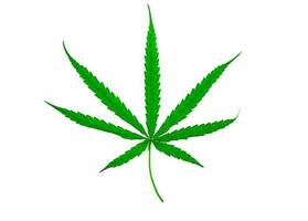 cannabisblad för medicinalväxter foto