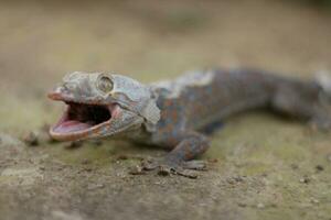 en Foto av en gecko med dess mun öppen