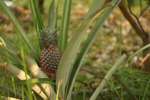 de grön ananas är fortfarande på de träd, de röd ananas frukt den där är handla om till mogna utseende attraktiv och är full av röd taggar. foto