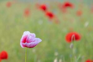 bild av vallmo fält i blomma under de dag foto