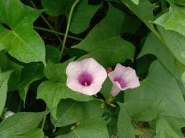 skön dubbel- lila ljuv potatis blomma mellan löv foto