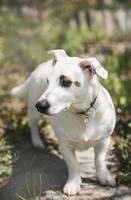 vit hundras Jack Russell Terrier