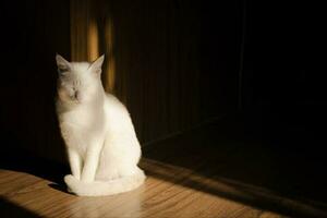 söt vit katt solsken foto