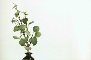 dekorativ grön växt med löv i glas vas på vit bakgrund med kopia Plats. inomhus- blomma. begrepp av natur. minimalistisk sammansättning Tillbehör. Hem dekor. eleganta interiör av levande rum foto