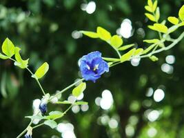 fjäril ärta blå blomma på bokeh bakgrund natur växter foto