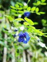 fjäril ärta blå blomma på bokeh bakgrund natur växter foto