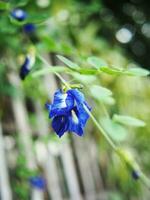 fjäril ärta blå blomma på bokeh bakgrund natur växter foto