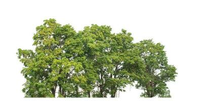 grön träd isolerat på vit bakgrund.är skog och lövverk i sommar för både utskrift och webb sidor med skära väg och alfa kanal foto