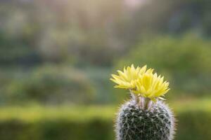 parodia leninghausii, närbild gul torn kaktus med gul blomma blomma. kaktus är en populär kaktus med taggar och är i hög grad resistent till torka. foto