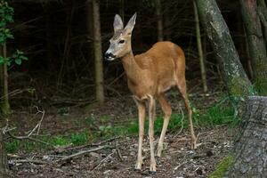 rom rådjur i skog, capreolus capreolus. vild rom rådjur i natur. foto