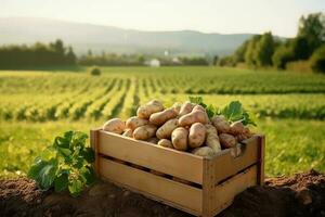 trä- låda full av potatisar i en fält. generativ ai foto