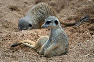 en meerkat Sammanträde i sand, suricata suricatta. foto