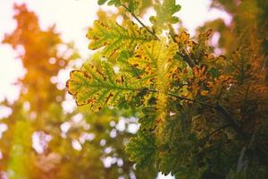 trädbruna löv under höstsäsongen foto