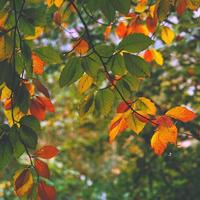 trädbruna löv under höstsäsongen foto