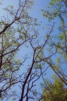 trädgrenar och blå himmel
