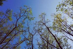 trädgrenar och blå himmel