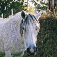 vacker vit häst porträtt foto