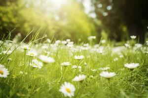 solig vår gräs äng, daisy blommor , generera ai foto