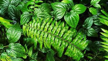 tropiskt grönt blad
