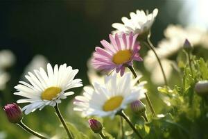 solig stänga upp av en få daisy blommor på blomma äng , generera ai foto