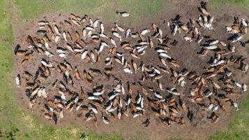 Flygfoto över kor syn från drönare flyg över betesmark på landsbygden foto