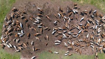 Flygfoto över kor syn från drönare flyg över betesmark på landsbygden foto