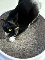 söt svart hårig katt liggande på kartong repa styrelse och stirrande på något. foto