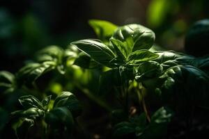 färsk ljuv basilika löv. basilika växt med grön löv på mörk bakgrund. färsk örter för matlagning, Begagnade i kök över hela världen. ocimum basilicum. hälsa äter begrepp. generativ ai. foto