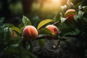 färsk persikor med regn droppar av vatten. naturlig frukt växande på en träd i de sommar. trädgård med mogen frukter. utsökt och friska organisk näring. kopia Plats. generativ ai. foto