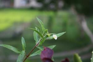 vit blomma med grön blad. också känd som medicinsk växt. närbild se foto