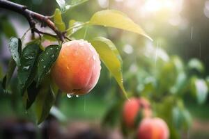 färsk persikor med regn droppar av vatten. naturlig frukt växande på en träd i de sommar. trädgård med mogen frukter. utsökt och friska organisk näring. kopia Plats. generativ ai. foto