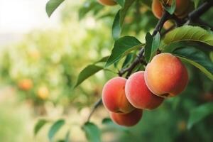 naturlig frukt. persikor växande på en träd i de sommar. färsk persikor på träd grenar. utsökt och friska organisk näring. trädgård med mogen frukter. kopia Plats. generativ ai. foto