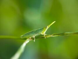 grön gräshoppa insekt, flora, fauna foto