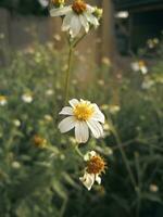 skön vit daisy blomma i de trädgård. selektiv fokus. foto