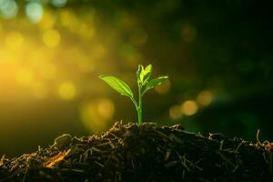 växt, plantor växa i jord med Sol ljus. plantering träd till minska global uppvärmning. foto