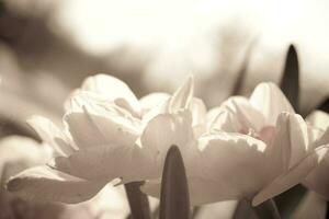 närbild av vår gul påsklilja blomma på ljus bakgrund foto