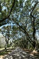 wormsloe plantage - savann, georgien foto