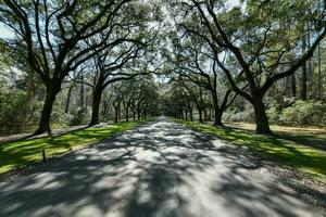 wormsloe plantage - savann, georgien foto