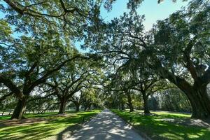 boone hall plantage foto