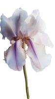 Fantastisk bild av blomma iris blomma på transparent bakgrund. generativ ai. foto