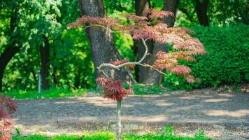 blommar i blomma en fantastisk monter av parkera trädgård blommor foto