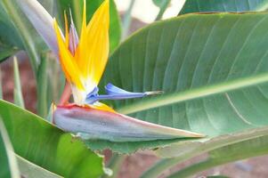 original- kunglig strelitzia blomma växande i naturlig livsmiljö i de ogora i närbild foto