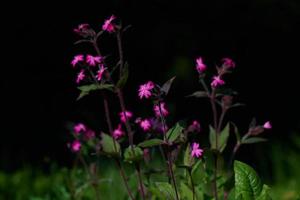silene dioica blommor på våren med mörk bakgrund