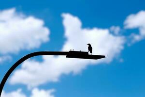 svart silhuett av kråka fågel, trast på gata lykta mot himmel med moln foto
