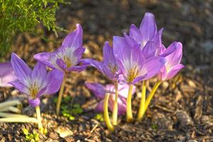 naturlig bakgrund med blommande lila krokusar foto