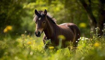 hingst betning i äng, omgiven förbi vild genererad förbi ai foto